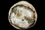 Polished Petrified Wood (Spruce) Limb - Eagle's Nest, Oregon #141475-2